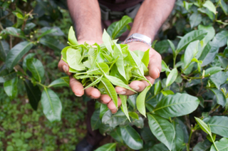 The holistic nature of tea